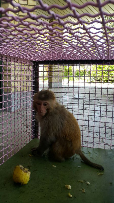 ورود میمون به بانکی در خیابان دولت (تصویر)