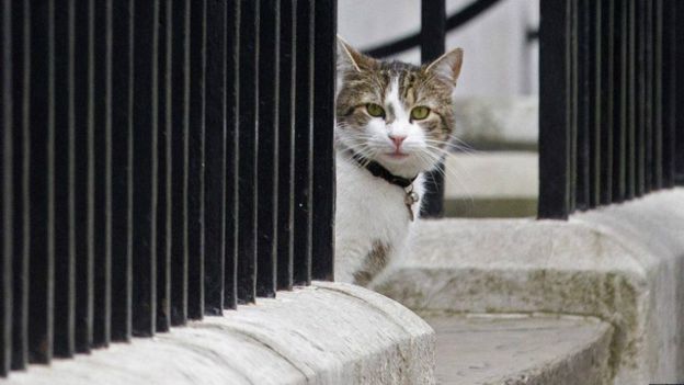 وزارت امور خارجه انگلیس برای مقابله با موش‌ها، گربه استخدام کرد +(تصویر)