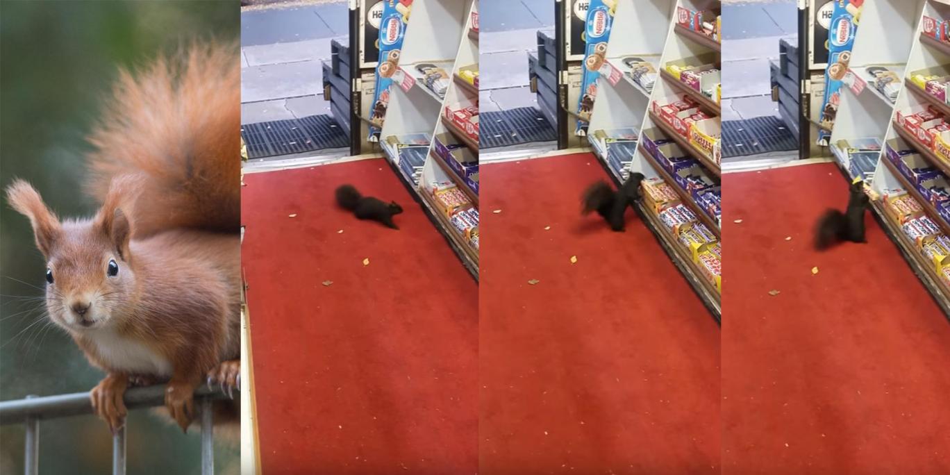 دزدی سنجاب‌ها از فروشگاهی در تورنتو (فیلم و تصاویر)