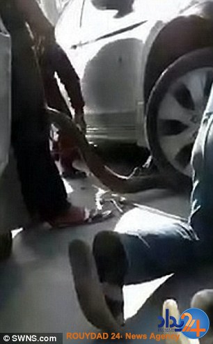 تلاش دو مرد برای بیرون کشیدن ماری که می‌خواست در موتور خودرو بماند (فیلم و تصاویر)