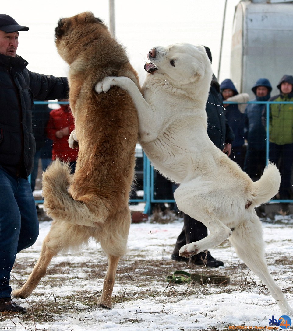 جنگ خونین سگ‌ها برای سرگرمی انسان (تصاویر)
