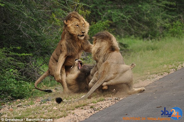 جنگ هولناک سه شیر در پارک ملی آفریقای جنوبی (تصاویر)