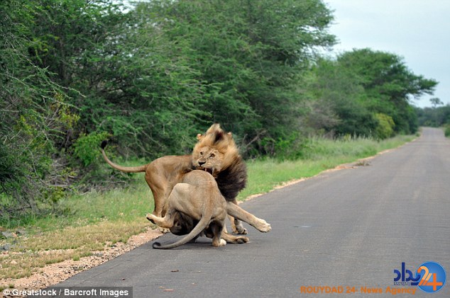 جنگ هولناک سه شیر در پارک ملی آفریقای جنوبی (تصاویر)