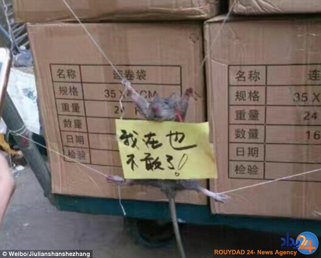 تنبیه عجیب موش برنج‌دزد در چین (تصاویر)