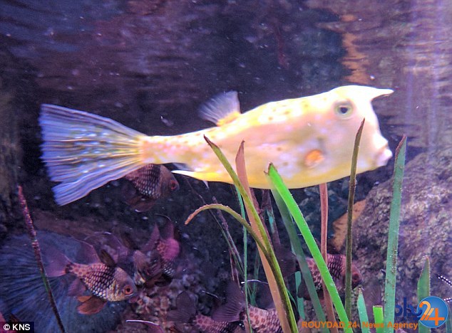 شهرت ماهی به دلیل شباهتش به ترامپ (تصاویر)