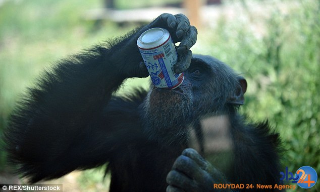 میمون های کاشف الکل (تصاویر)