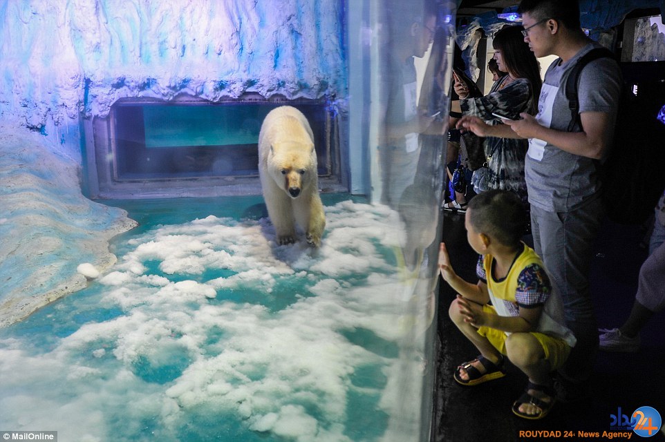 غمگین‌ترین خرس قطبی جهان در مرکزخرید چین (تصاویر)