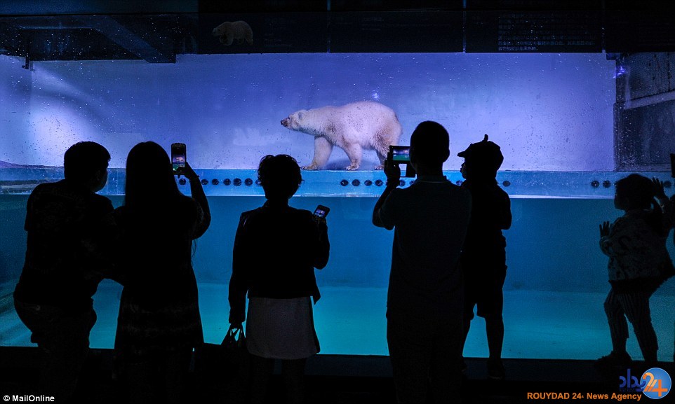 غمگین‌ترین خرس قطبی جهان در مرکزخرید چین (تصاویر)