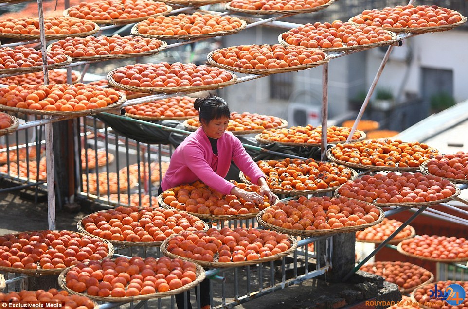 روستای خوشمزه چینی که در این فصل نارنجی می‌شود (تصاویر)
