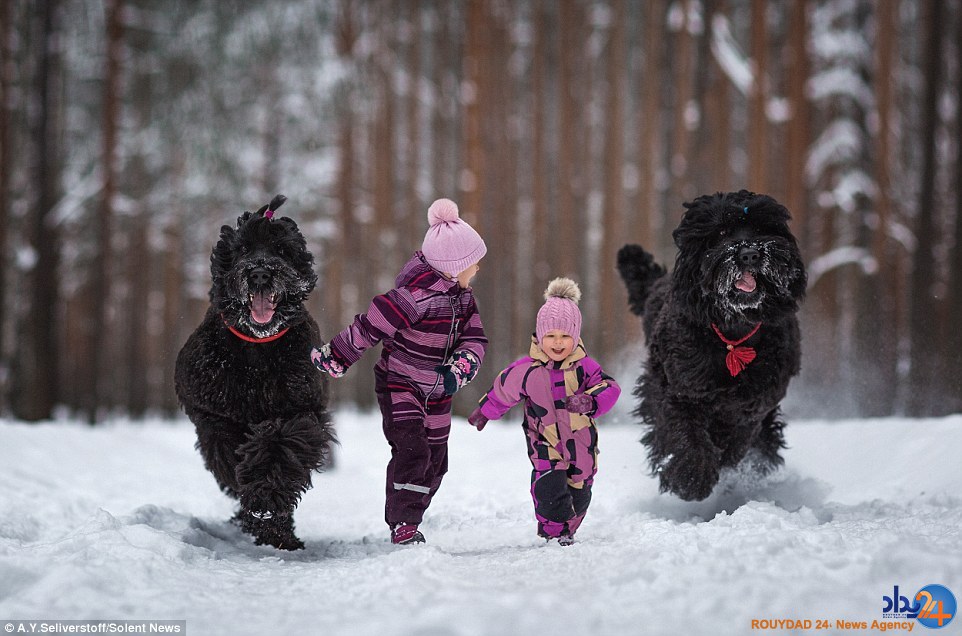 تصاویر باورنکردنی از کودکان نیم متری با سگ‌های بزرگ