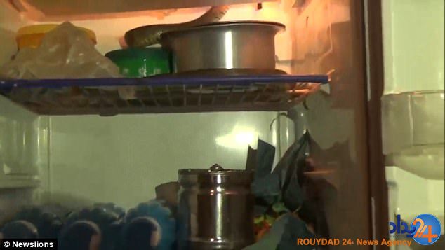 مار موزی از یخچال خانه سر درآورد (فیلم و تصاویر)