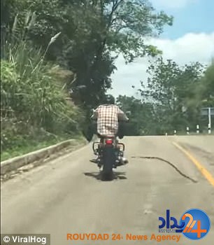 پرش نیم‌متری مار برای نیش زدن موتورسوار (فیلم و تصاویر)