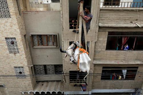 انتقال گاو از پشت بام خانه‌ها در پاکستان برای فروش در بازار احشام به مناسبت عیدقربان
