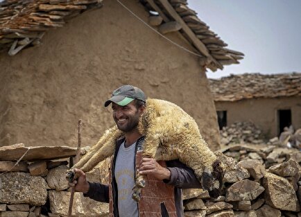 نمایی آرامش‌بخش از دامداری در روستاهای مازندران