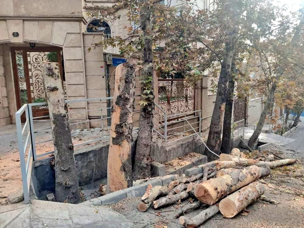 قطع چنار‌های تنومند محله باغ فردوس تهران! +عکس