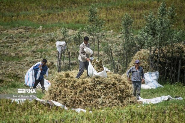 تصاویر برداشت برنج از مازندران