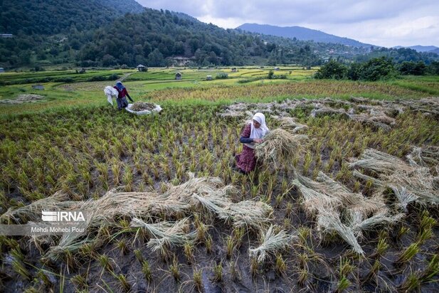 تصاویر برداشت برنج از مازندران