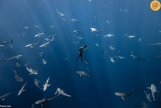 برندگان مسابقه عکاسی اقیانوس در سال ۲۰۲۳ 
