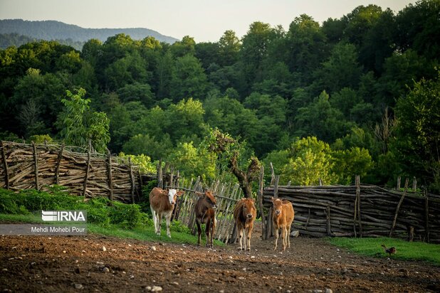 تصاویری از دامداری در روستاهای مازندران