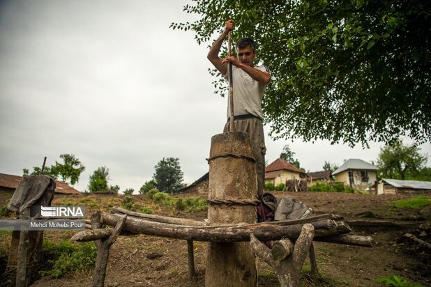 تصاویری از دامداری در روستاهای مازندران