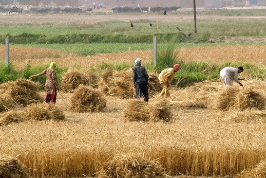 کشاورزی، اقتصادی نباشد رو به نابودی می‌رود