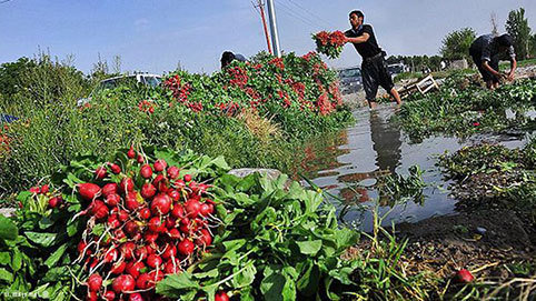 آبیاری ۱۵۰۰ هکتار از مزارع کشاورزی با فاضلاب/ معرفی ۲۱۱ مورد تخلف به دستگاه قضا