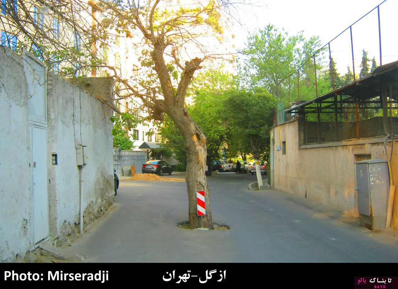 حضور عجیب درختان در معماری شهر و روستاهای ایران +تصاویر