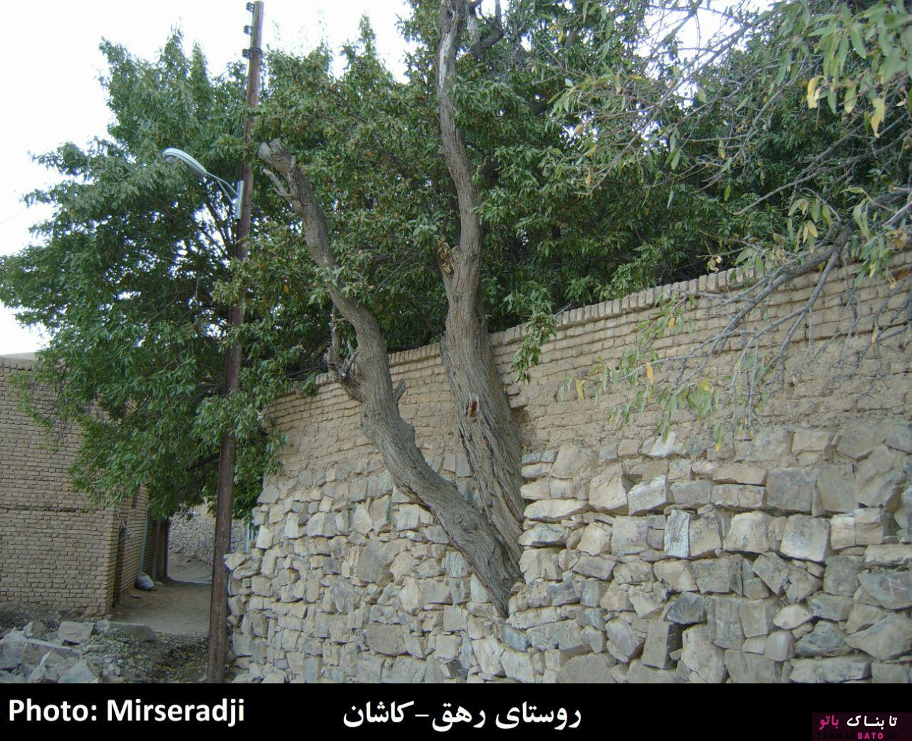 حضور عجیب درختان در معماری شهر و روستاهای ایران +تصاویر