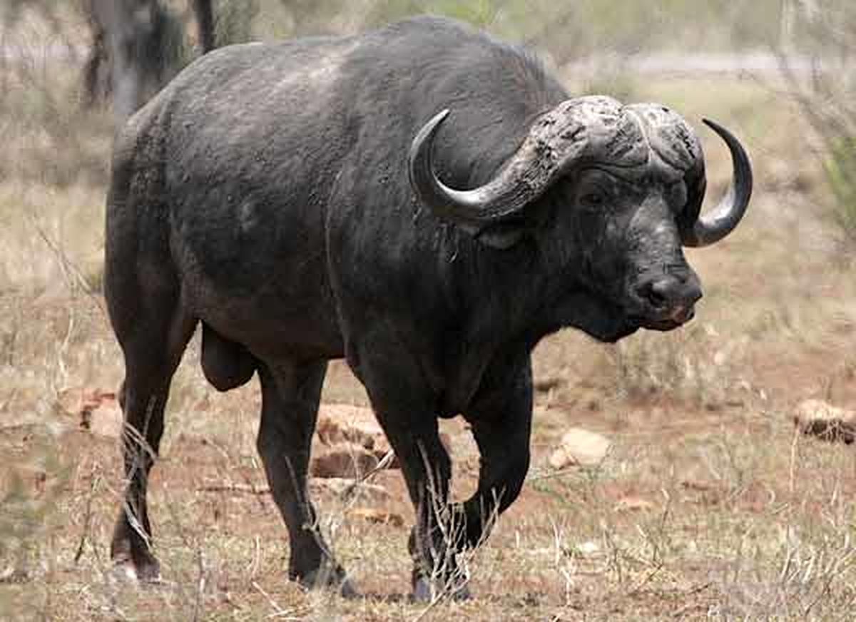 Eccie Buffalo