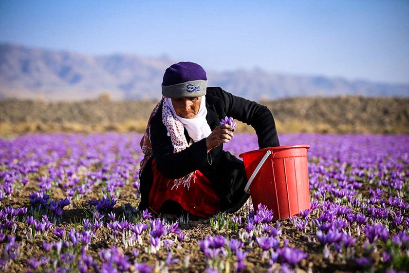 ماجرای سود ۷۰۰ میلیارد تومانی که به جیب زعفران کاران نرفت