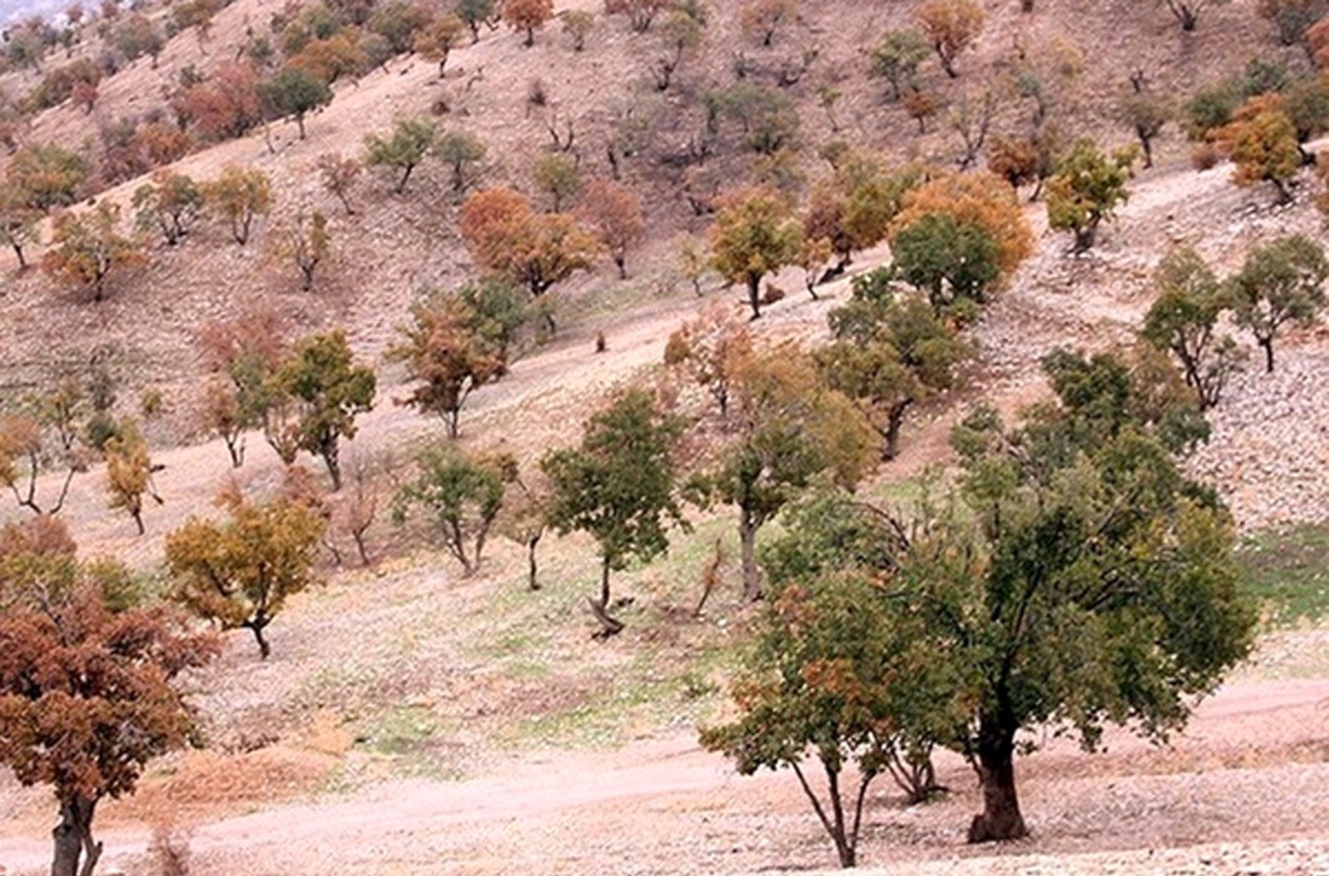 کنایه فعالان محیط زیست برای جلب توجه مسئولان: بلوط روسری اش افتاده