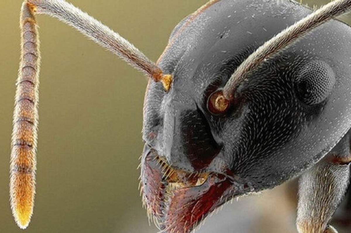 Голова муравья под микроскопом