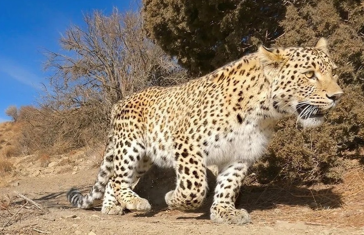 محاصره پلنگ نادر ایرانی توسط سگ‌های ولگرد!