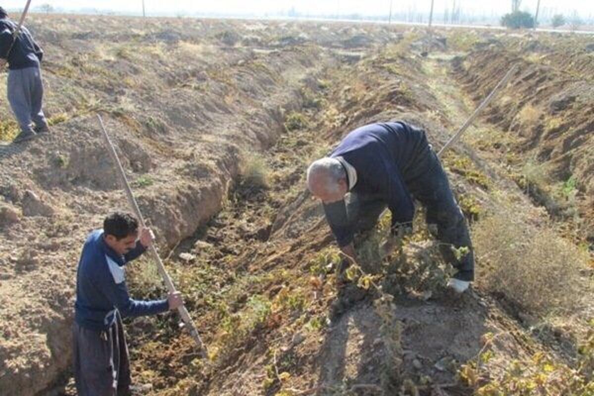 فیلم خنده‌های عجیب کشاورزی که باغش را سرما زده!