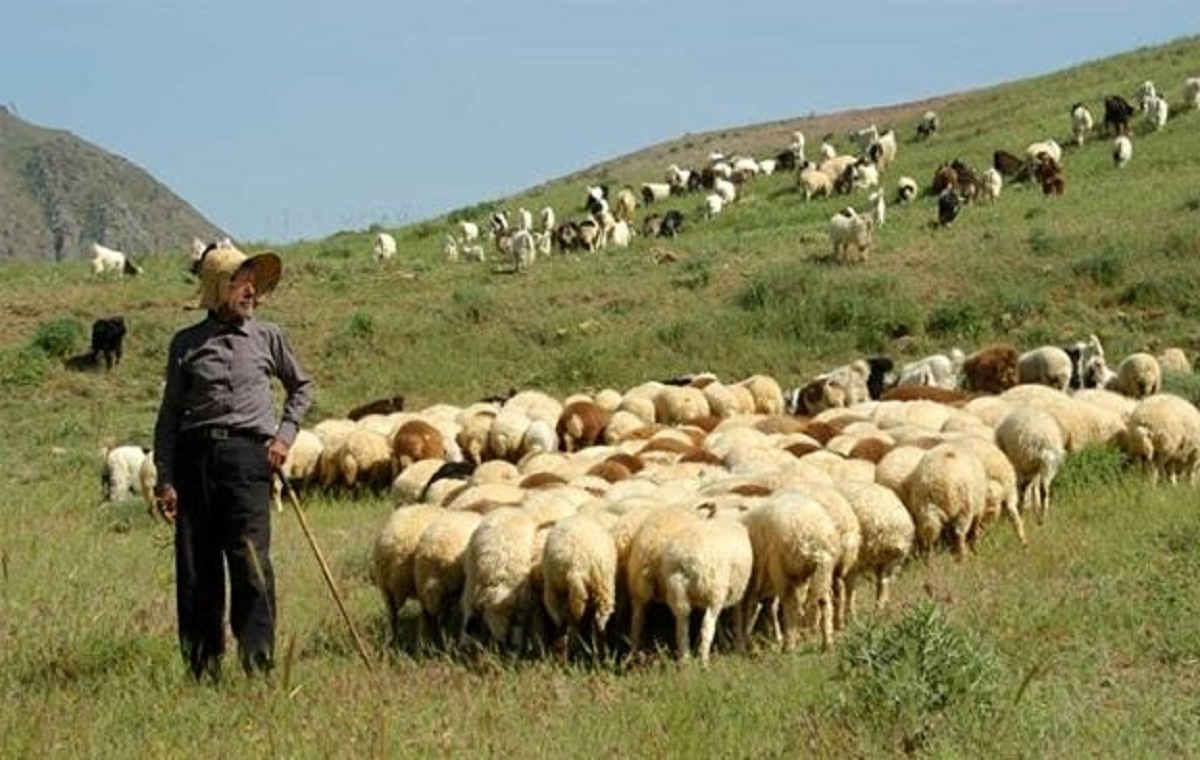 پیش‌بینی عجیب این دامدار درباره دولت رئیسی