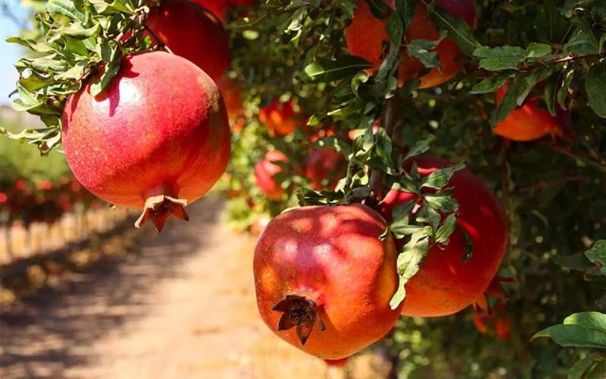 اقدام قشنگ و جالب باغدار یزدی که وایرال شد