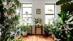این گیاهان هوای خانه را تمیز می‌کنند