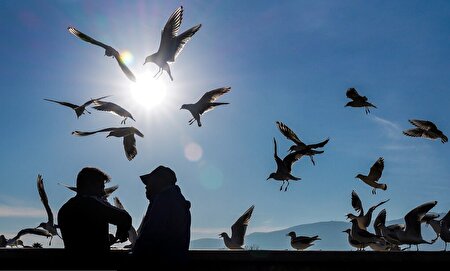 مرغان دریایی مهمان زمستانی شیراز