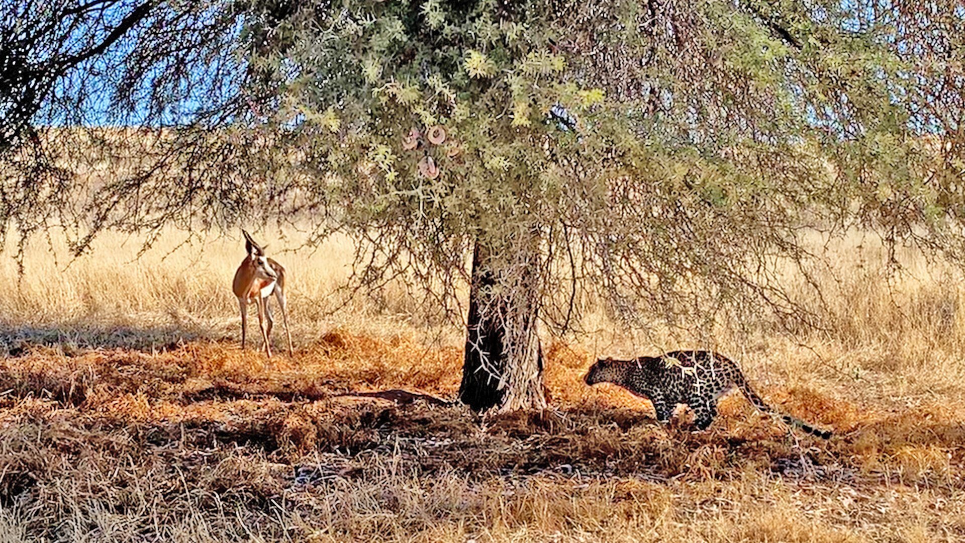 ببینید| هنر پلنگ در شکار آنتلوپ ببینید| هنر پلنگ در شکار آنتلوپ