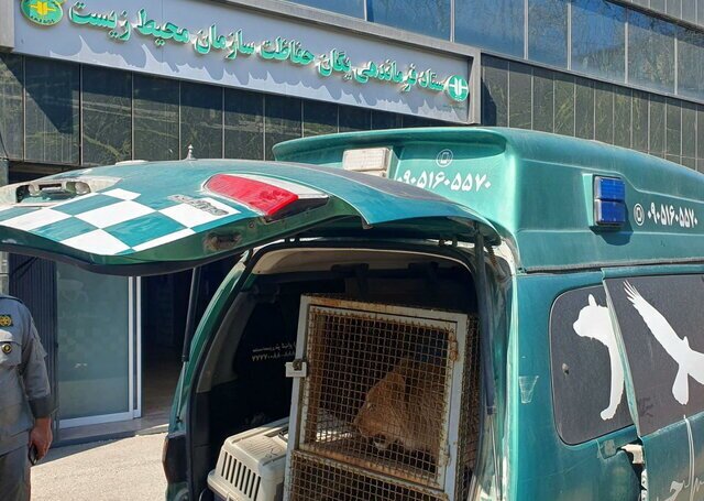 توله شیر امیر علی اکبری به حفاظت محیط زیست تحویل داده شد +عکس توله شیر امیر علی اکبری به حفاظت محیط زیست تحویل داده شد +عکس