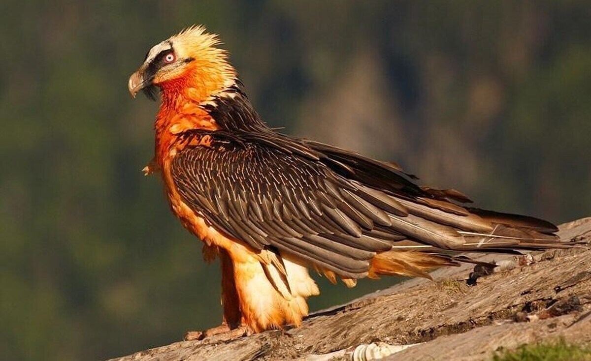 ببینید| پرنده هما در ارتفاعات کرچان البرز دیده شد ببینید| پرنده هما در ارتفاعات کرچان البرز دیده شد