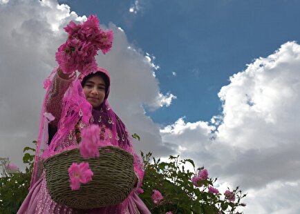 جشنواره گلابگیری میمند