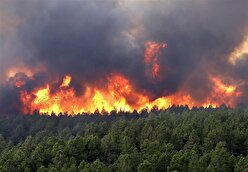 ببینید| تصاویری هولناک از آتش سوزی در جنگل‌های پاوه
