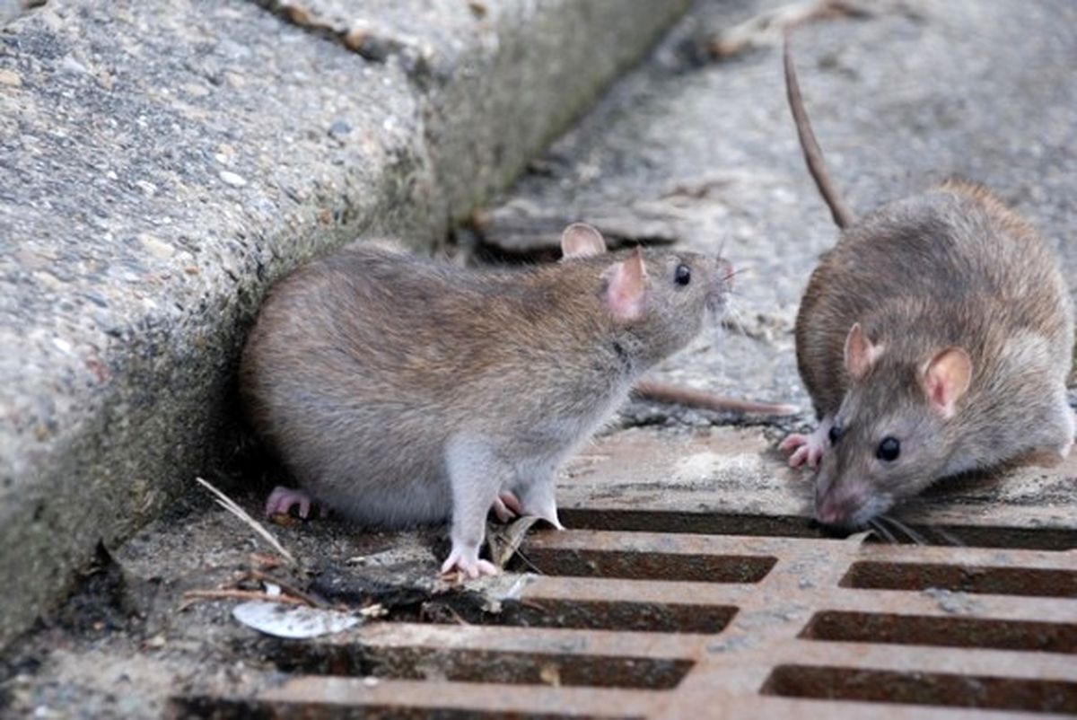 ببینید| همزیستی سخت مردم غرب تهران با موش‌های ۳ کیلویی