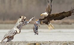 نبرد دیدنی یوزپلنگ و عقاب پس از شکار توله‌اش