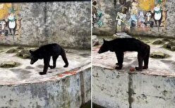 ویدئوی غمگین ترین خرس جهان