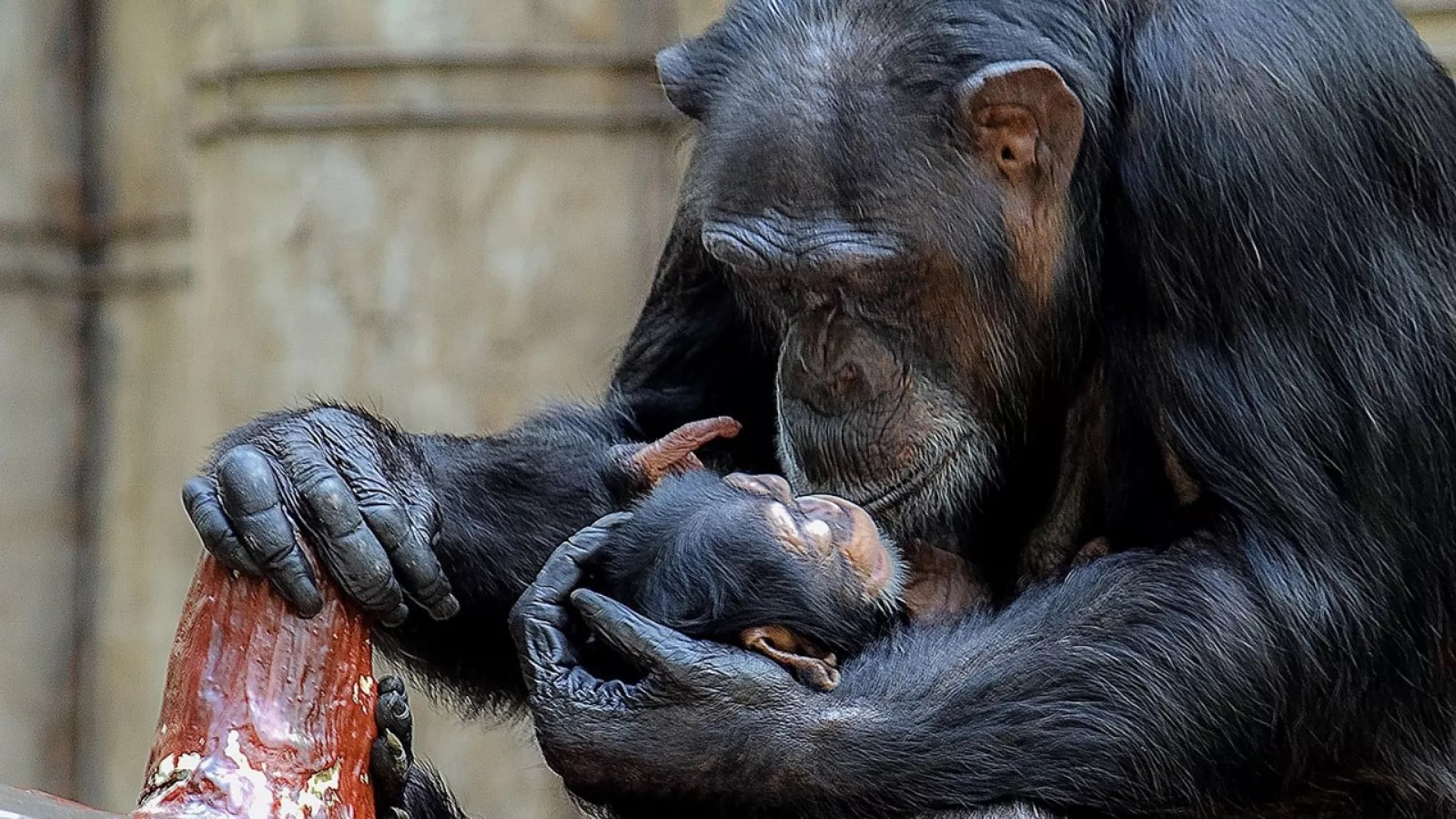 شامپانزه