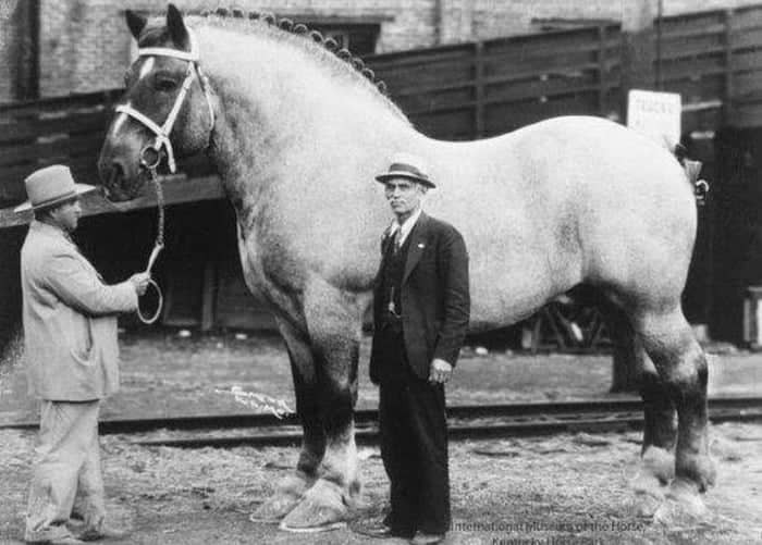 بزرگترین و عجیب‌ترین اسب جهان؛ سنگین‌تر از هوندا سیویک ۲۰۲۲!+عکس