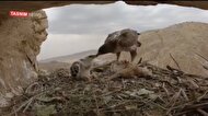 ویدئویی نادر | مهمانی در آشیانه عقاب به صرف خرگوش!