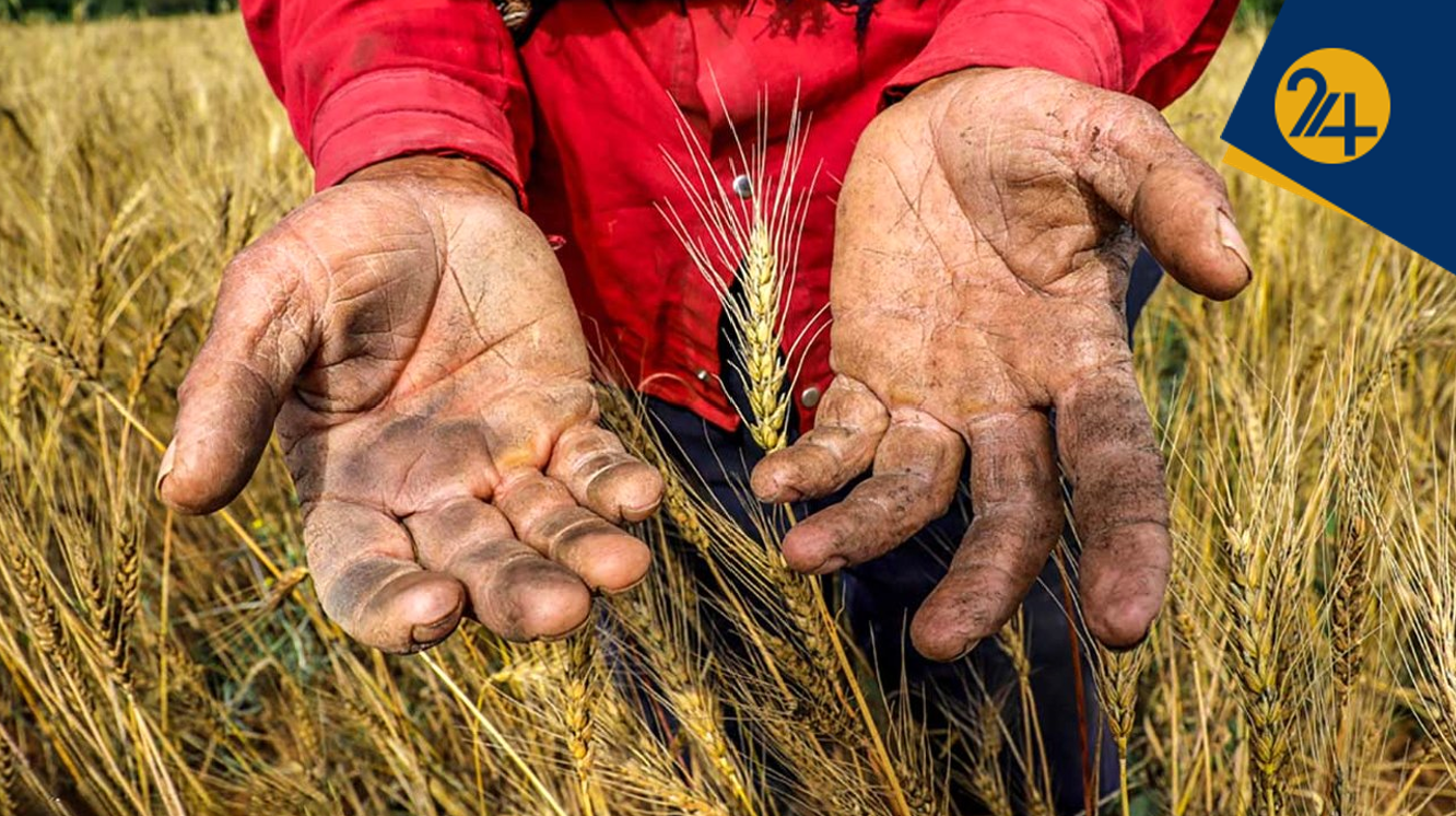 دولت هنوز ۵۰ همت به گندم کاران بدهکار است/ دولت روی هر کیلو آرد ۲۴ هزار تومان یارانه می‌دهد/ ۱.۵ میلیون تن اضافه تولید گندم داریم